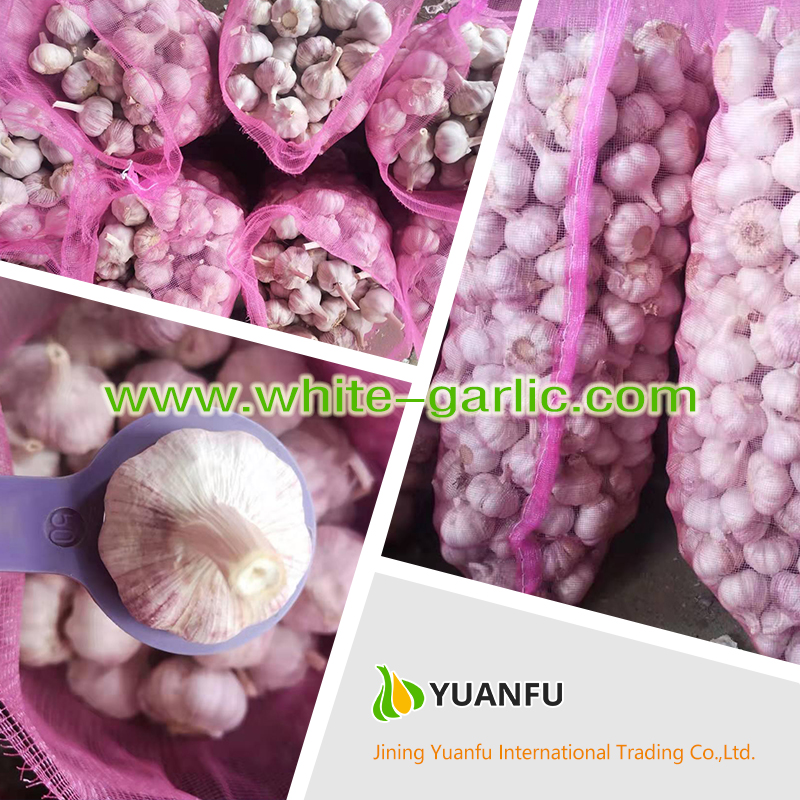 garlic exporters